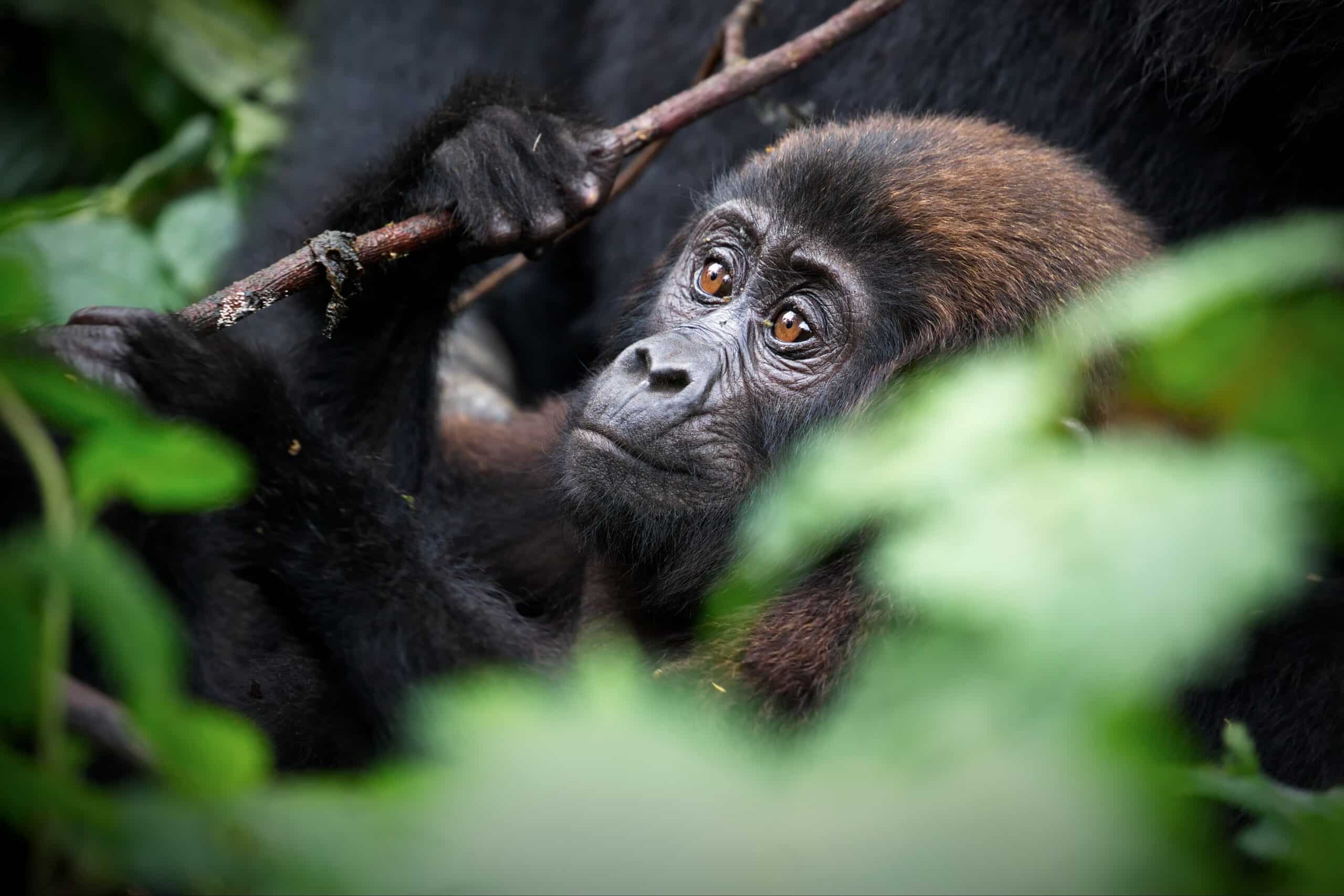 Uganda