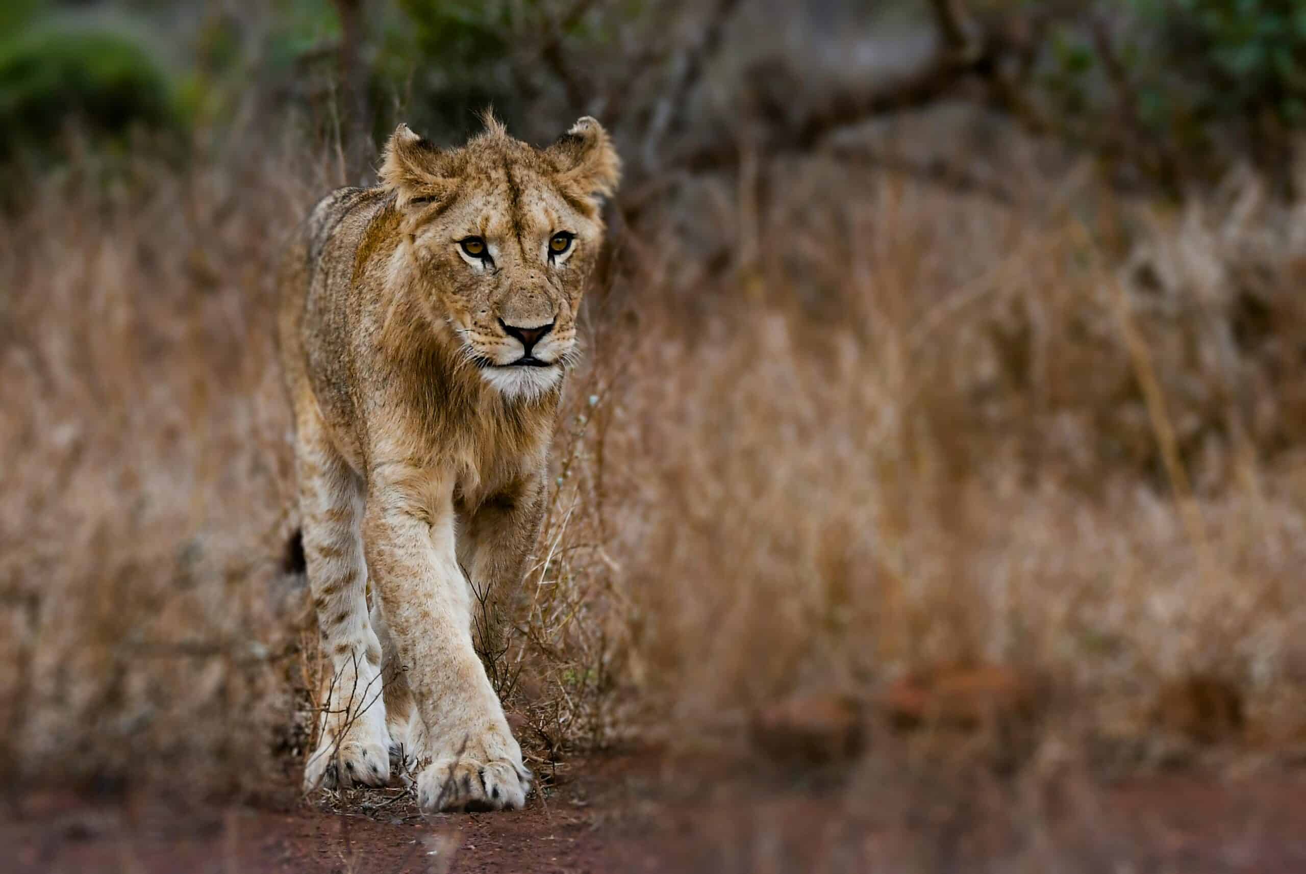 Tanzania