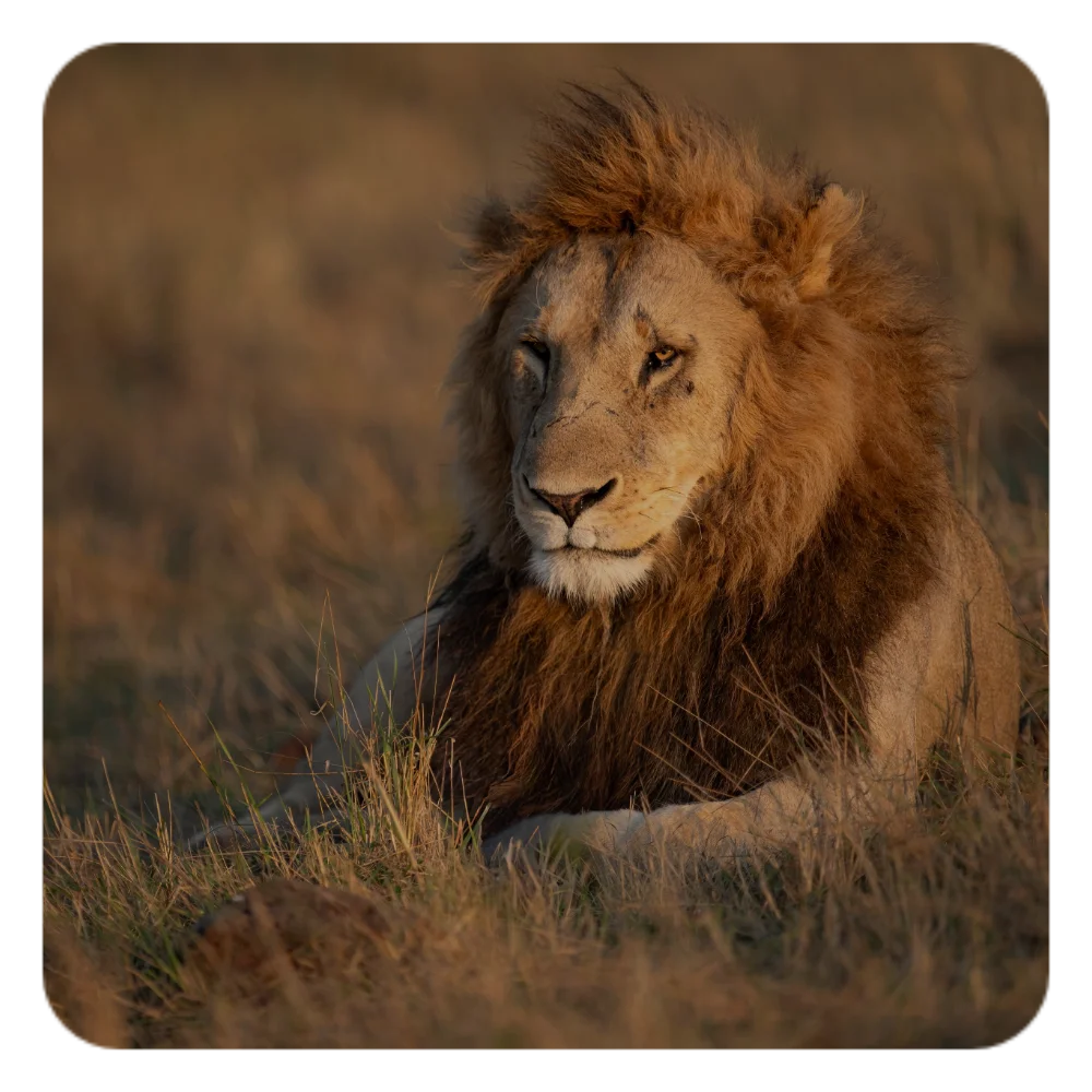 Safari